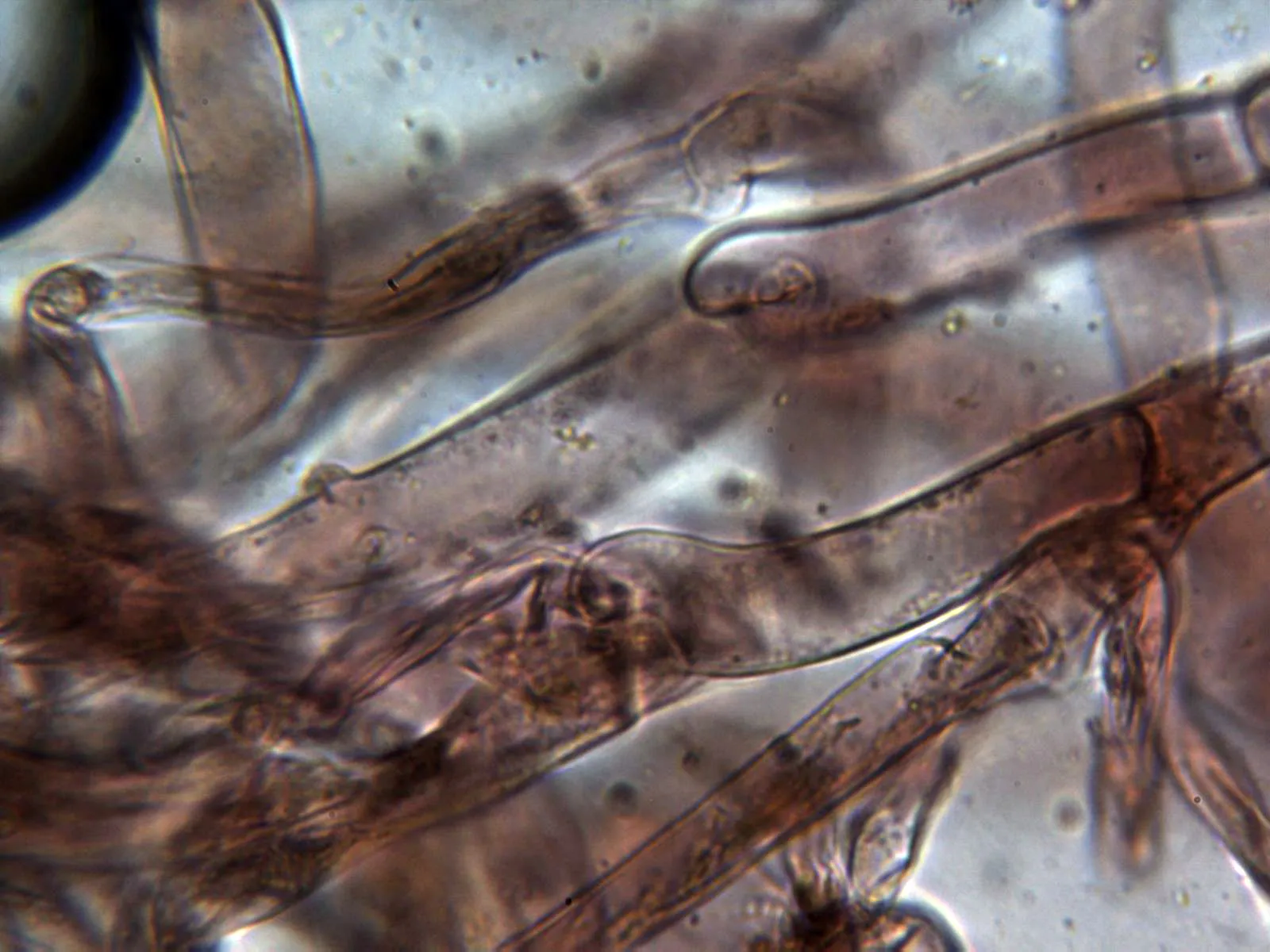 23 cuticula
